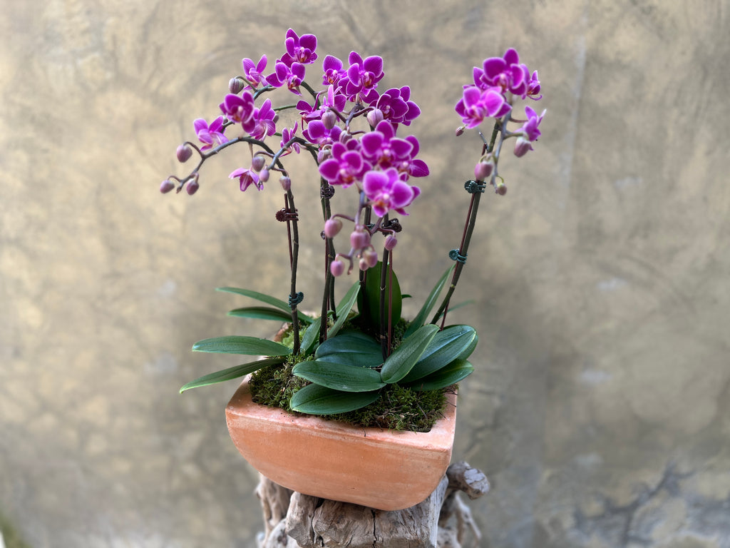 Dark Purple Orchid Planter in a Clay Pot