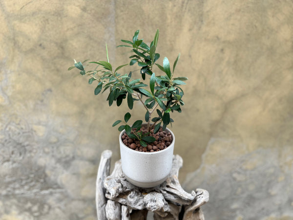 Olive Plant in a Grey Speckled Pot