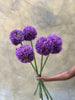 Purple Allium Gladiator - The Home Edit