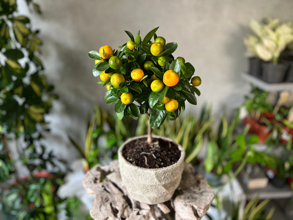 Citrus Calamondin Plant in a Verona Pot