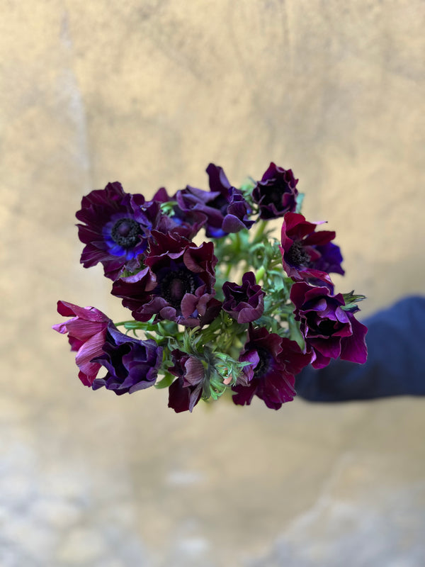 Anemones Mistral Violet - The Home Edit