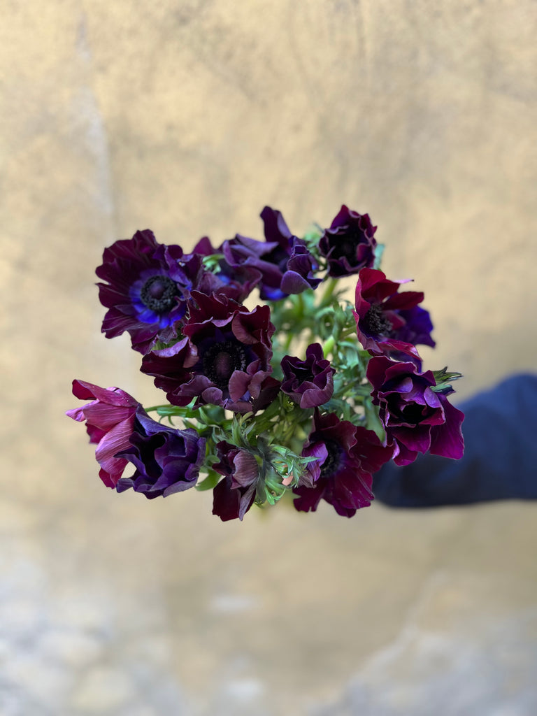 Anemones Mistral Violet - The Home Edit