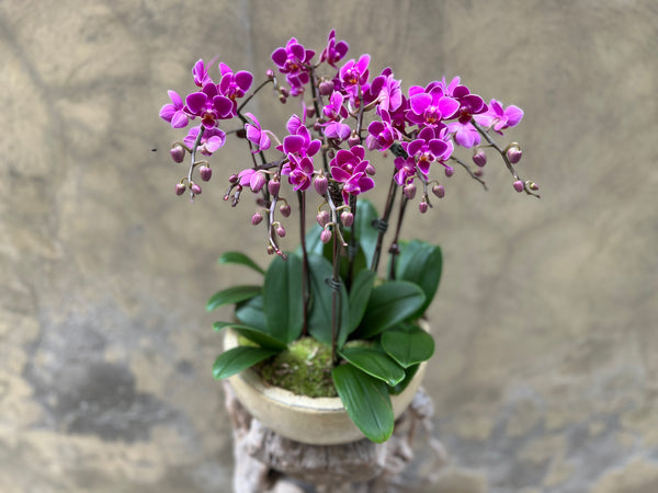 Purple Orchid Planter in Bowl Pot