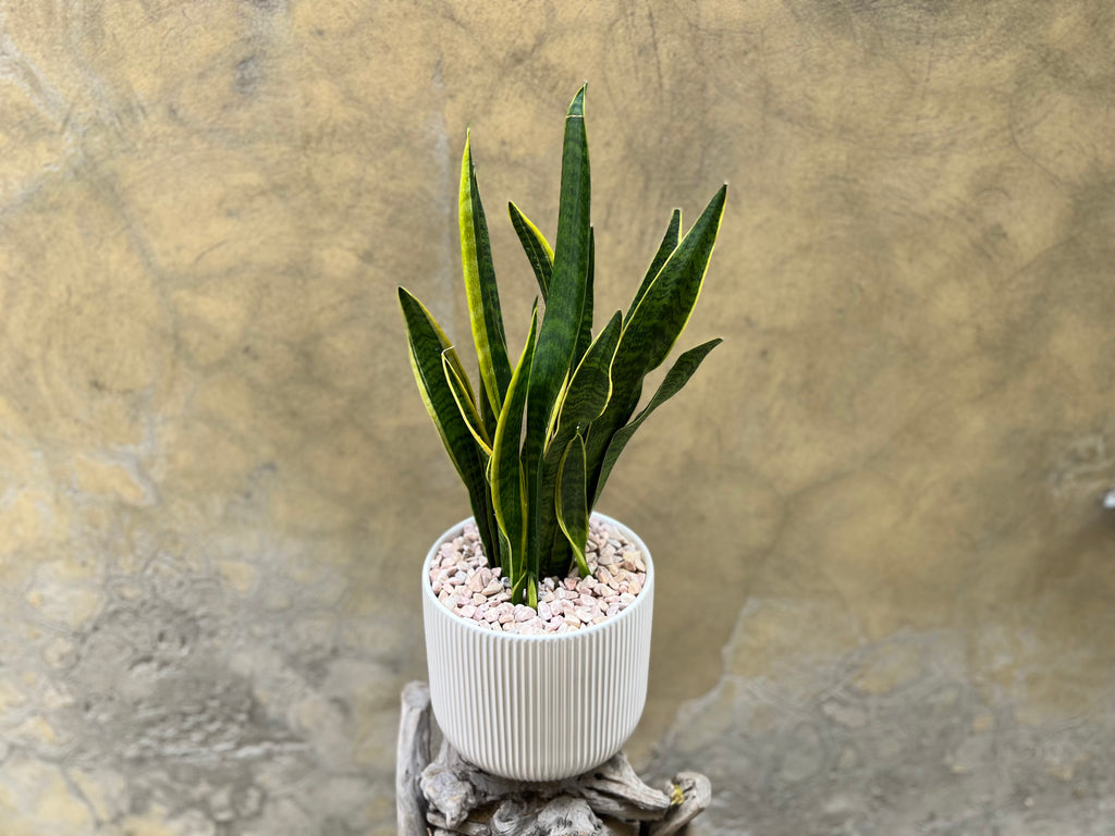 Sanseveria in Creamy White Pot