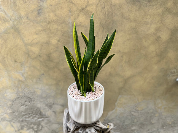 Sanseveria in Creamy White Pot