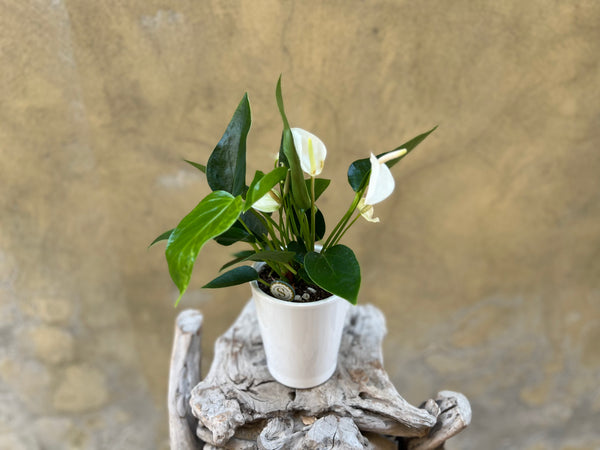 Mini White Anthurium