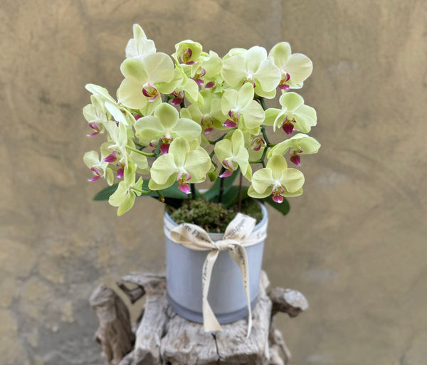 Lime Yellow Orchid Planter