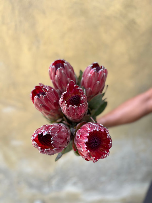 Burgundy Protea - The Home Edit