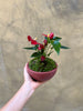 Marsala Red Anthurium