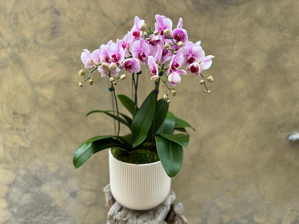 Purple Orchid in White Pot