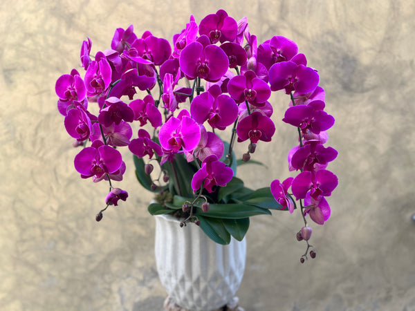 Magnificent Waterfall Dark Purple Orchid Planter in a Decorative Ceramic Pot
