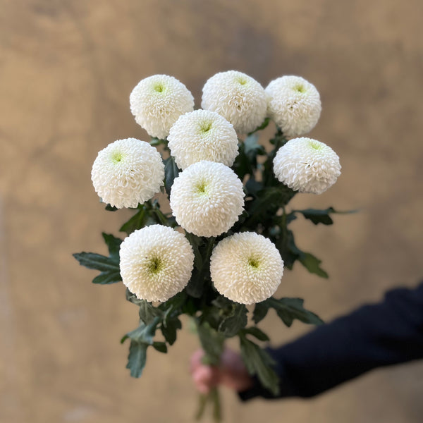 White Ping Pong Chrysanthemums - The Home Edit