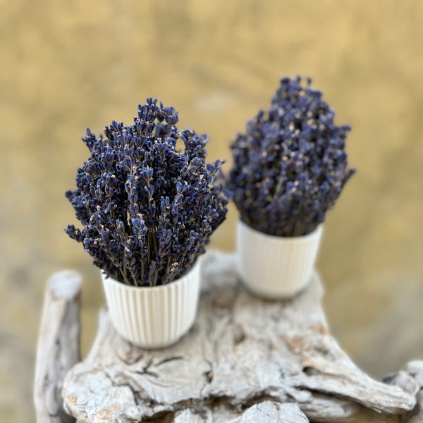 Mini Lavender Set - Everlasting Blooms