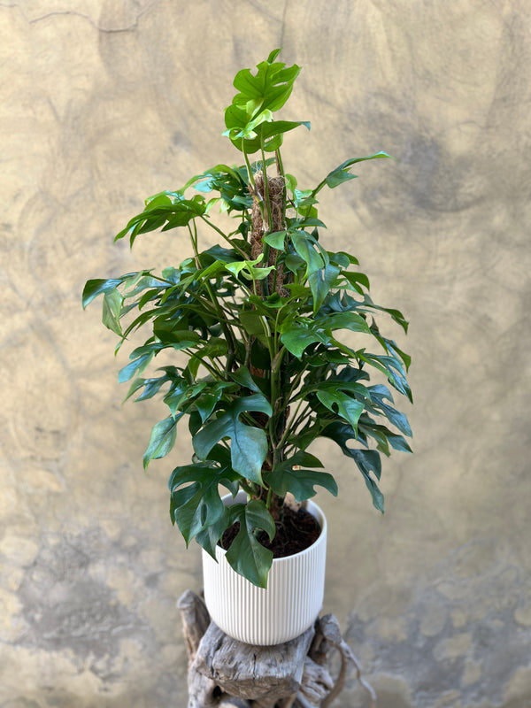 Monstera Planter in a White Pot