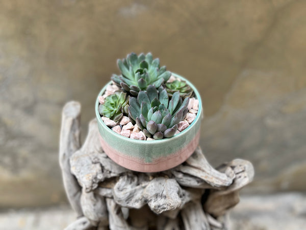 Succulents in a Glazed Pot