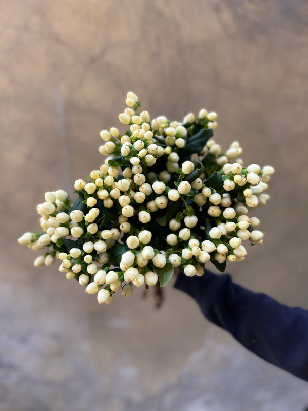 Cream Hypericum - The Home Edit