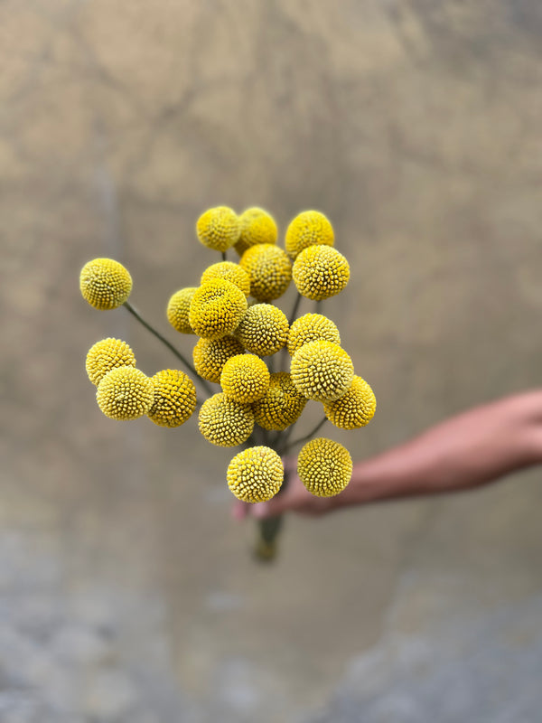Yellow Craspedia - The Home Edit