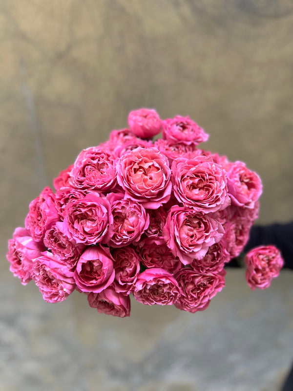 Fuchsia Garden Spray Roses - The Home Edit