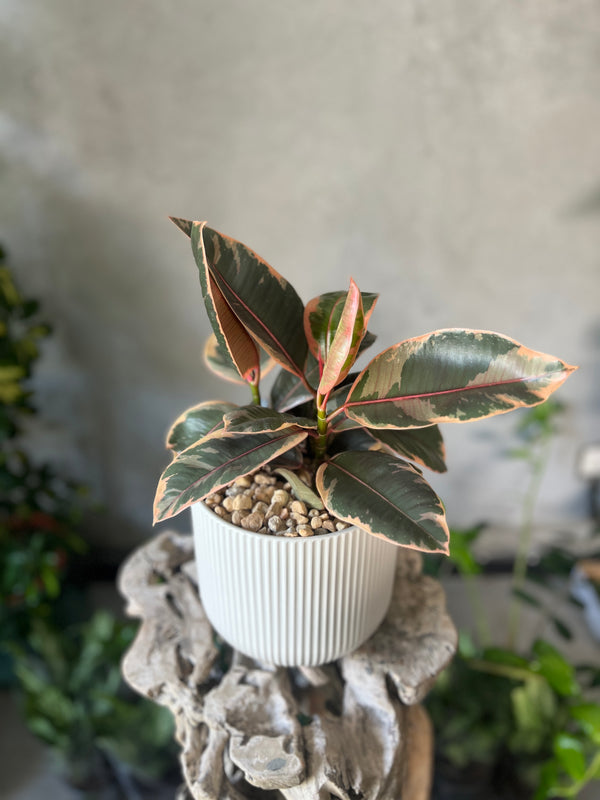 Ficus Elastica Belize in a Creamy White Pot