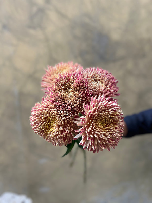 Bronze Chrysanthemums - The Home Edit