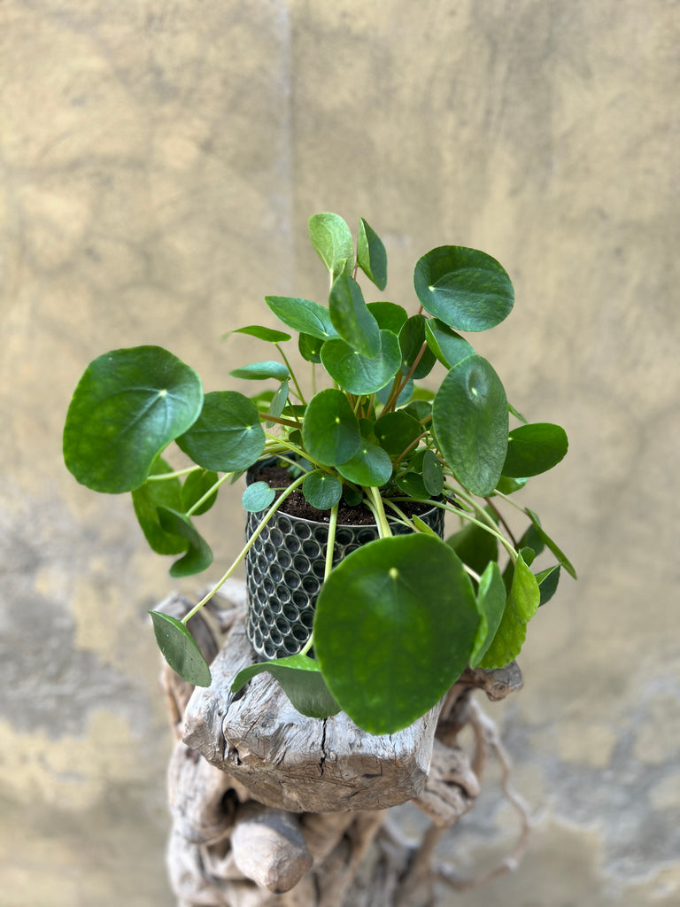 Pilea "Peperomiodes' Planter in Decorative Pot