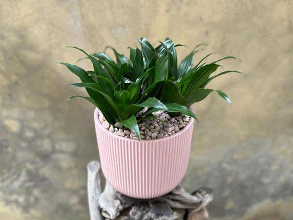 Dracaena Compacta in a Pink Pot