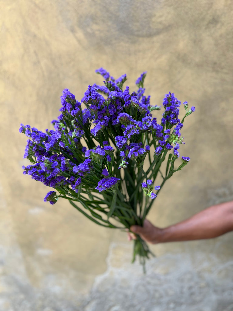 Violet Statice - The Home Edit