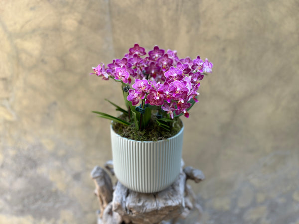 Mini Purple Orchid Planter