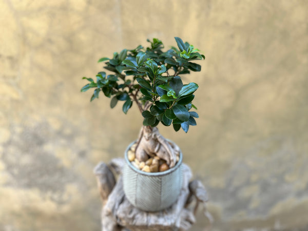 Ficus Ginseng (Bonsai) in a Ceramic Green Pot