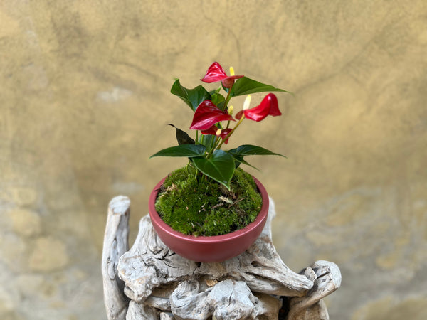 Marsala Red Anthurium