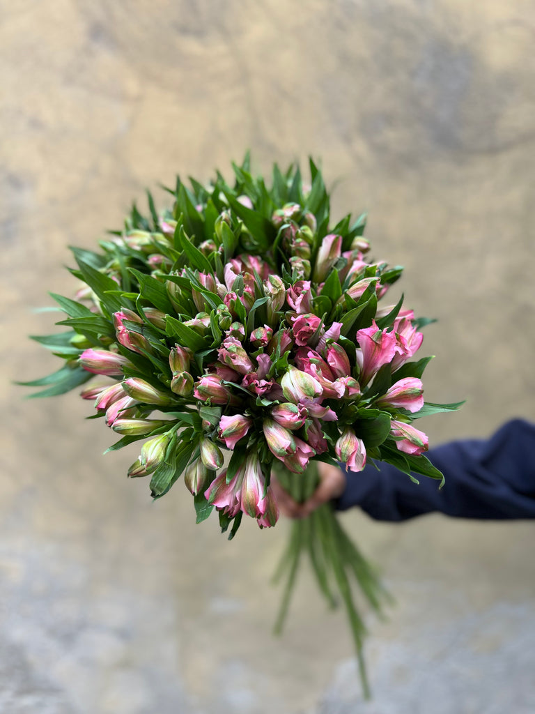 Pink Alstromeria - The Home Edit