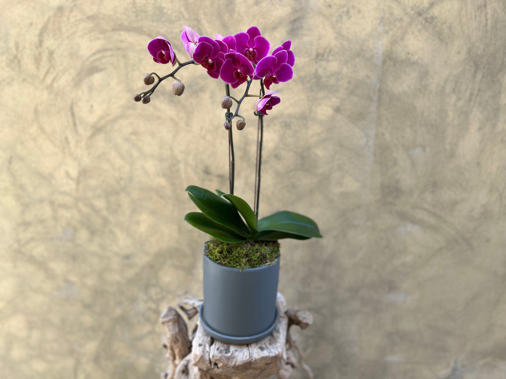 Dark Purple Orchid Planter in a Grey Pot