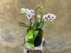 White Orchid in Black Pot