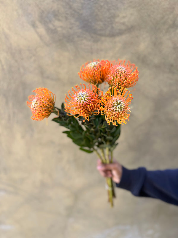 Leucospermum Peach (Nutan) - The Home Edit