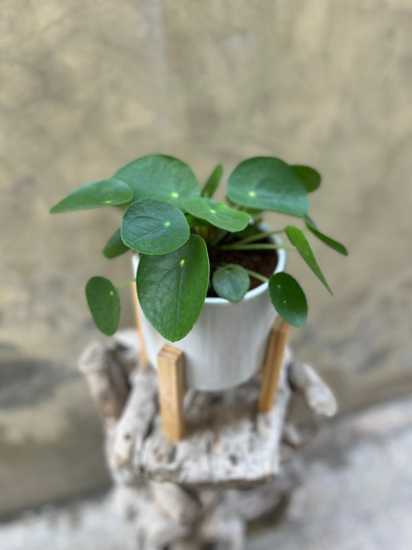 Pilea in a White Pot with Wooden Stand
