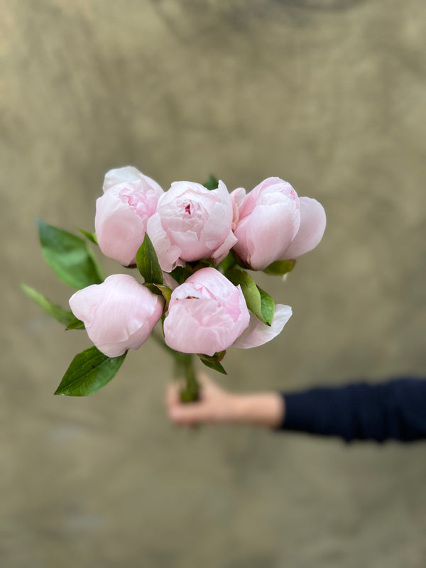 Light Pink Peonies - The Home Edit
