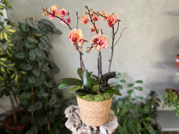Peach Orchid Planter in a Basket