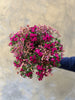 Pink Limonium and Dianthus Combo - The Home Edit