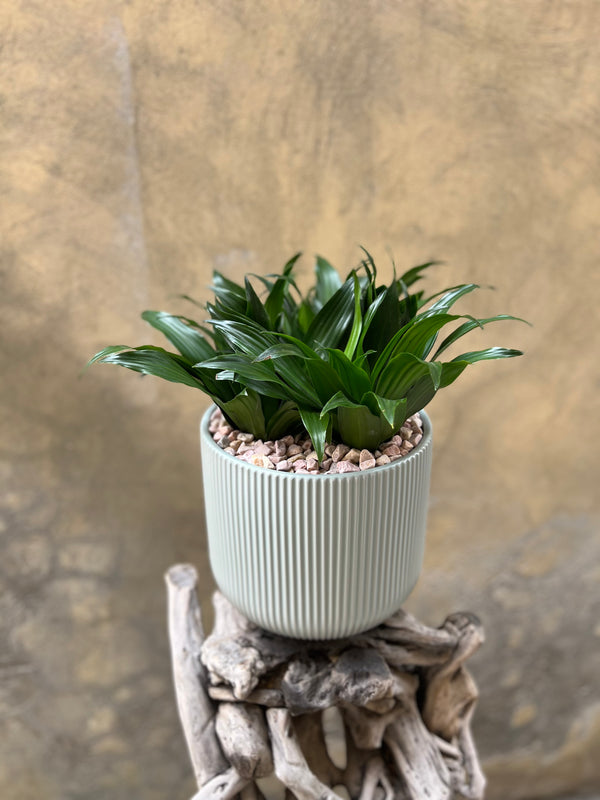Dracaena Compacta in a Green Pot