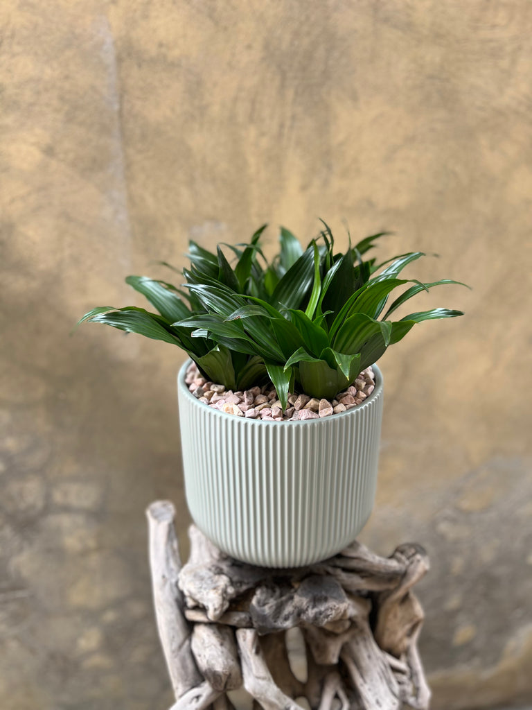 Dracaena Compacta in a Green Pot
