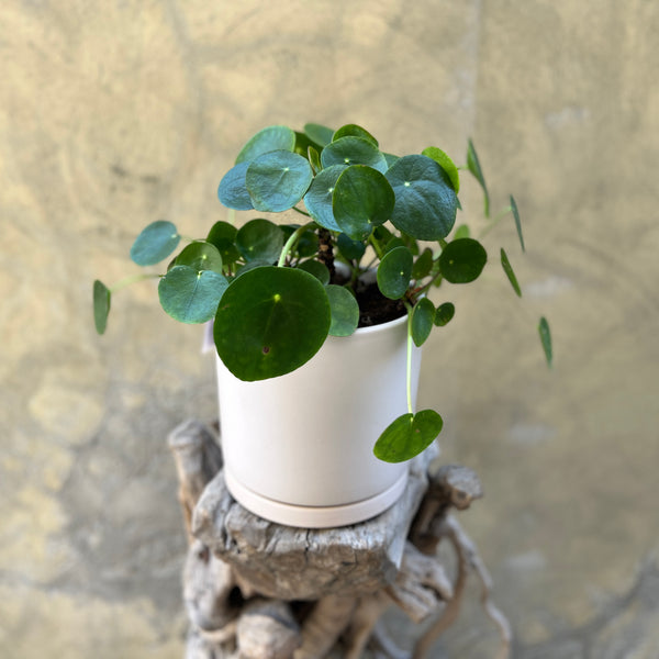 Pilea Planter