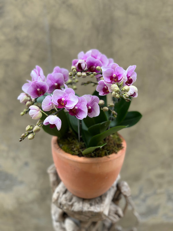 Lilac Orchid Planter in a Clay Pot