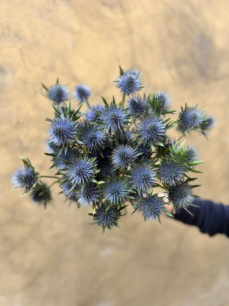 Blue Eryngium - The Home Edit