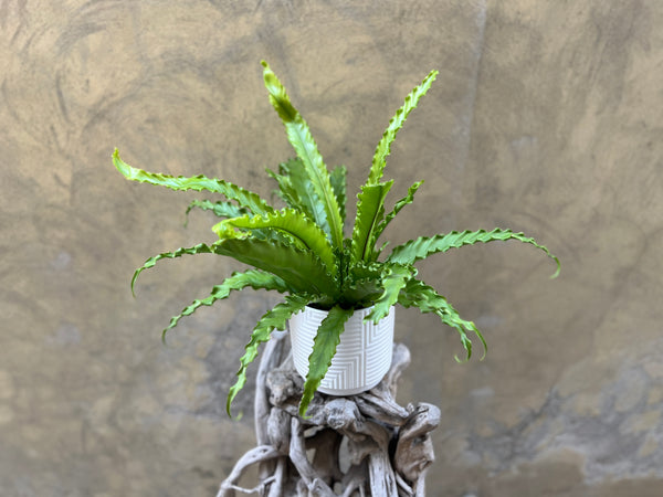 Asplenium Osaka Planter in a White Decorative Pot