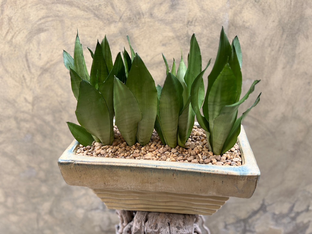 sansevieria singapore Magnificent Sansevieria Moonshine