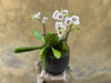 Berry Orchid Planter