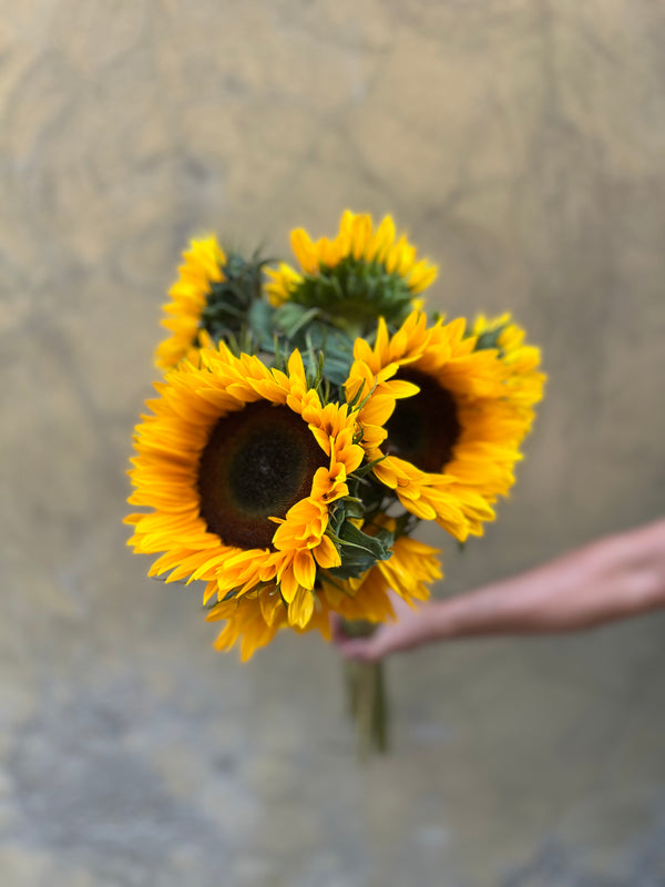 Sunflower 'Sunrich Orange' - The Home Edit