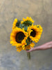Sunflower 'Sunrich Orange' - The Home Edit