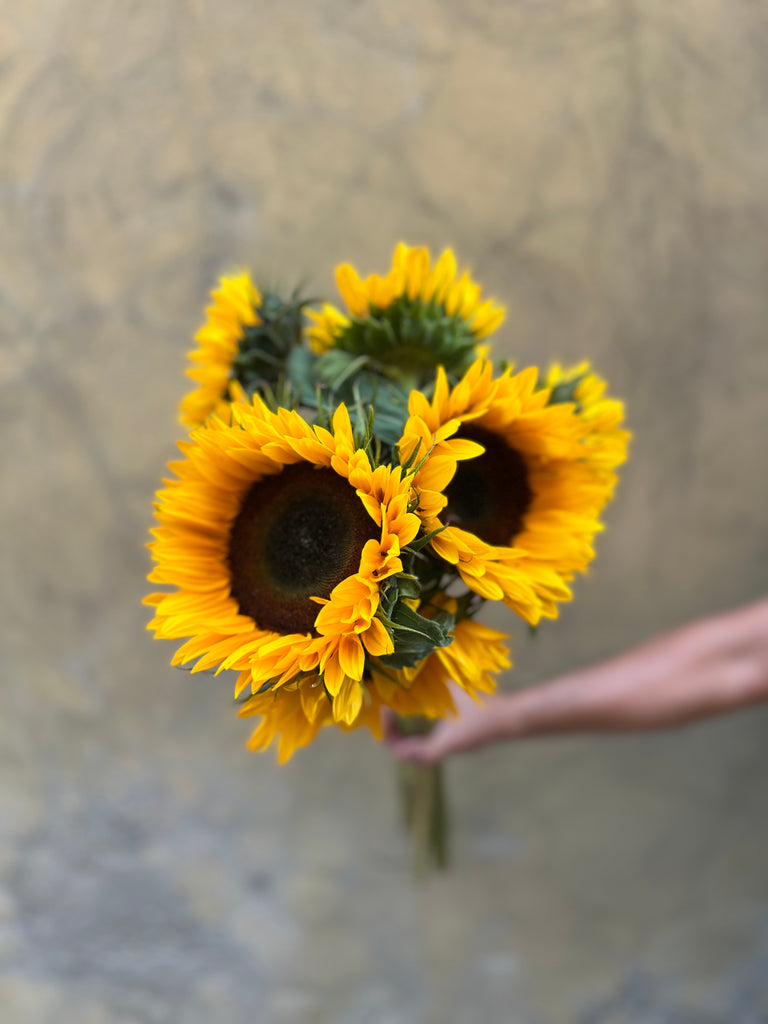 Sunflower 'Sunrich Orange' - The Home Edit