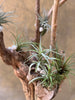 Tillandasia (Air Plant) in a Wooden Stand